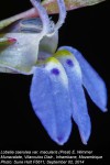 Lobelia caerulea var. macularis