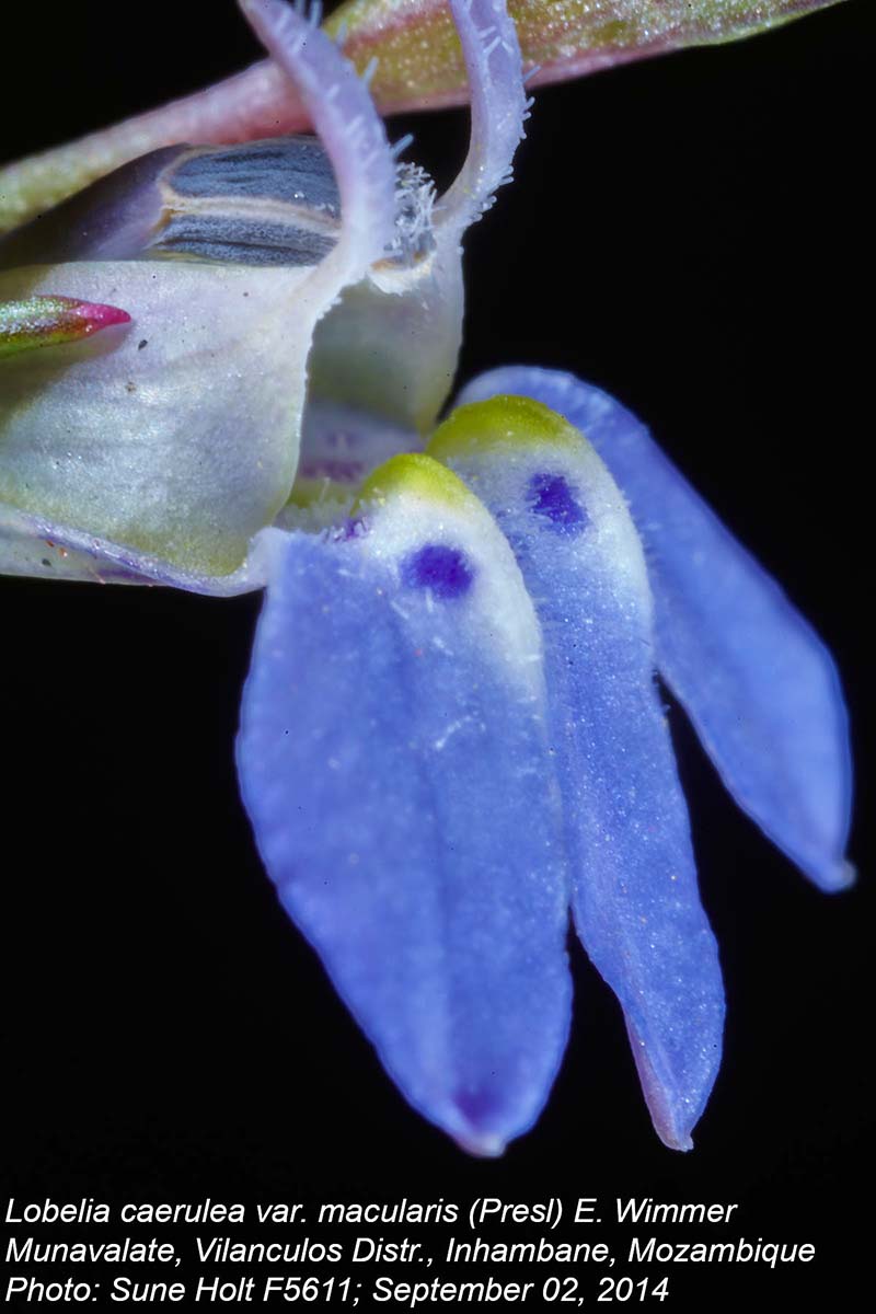 Lobelia caerulea var. macularis