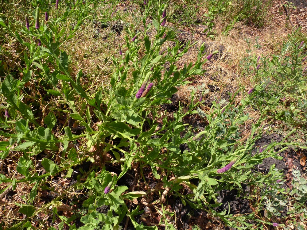 Sphaeranthus ukambensis
