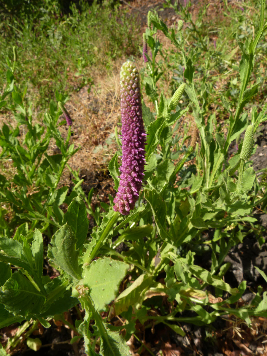 Sphaeranthus ukambensis