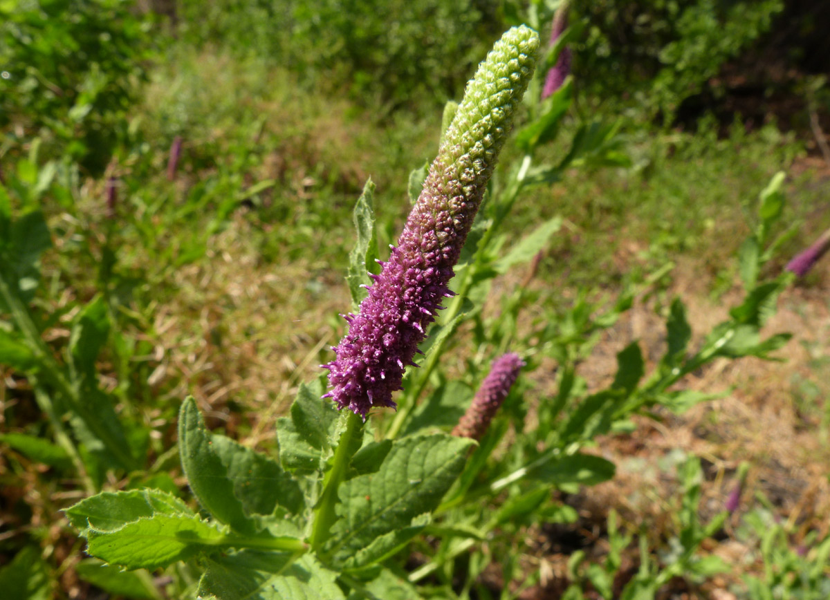 Sphaeranthus ukambensis