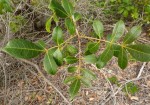 Commiphora schlechteri
