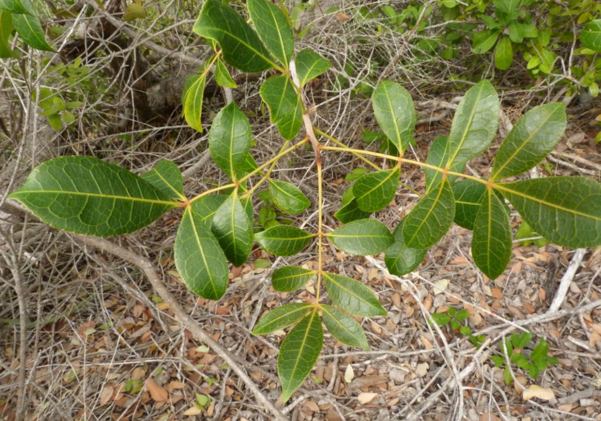 Commiphora schlechteri