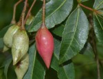 Commiphora schlechteri