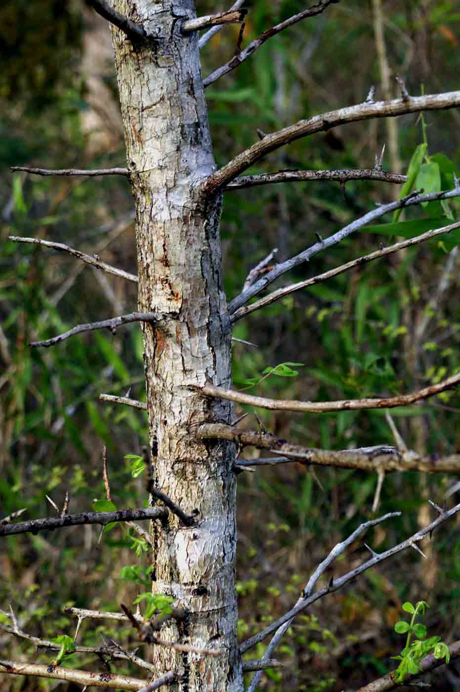 Commiphora serrata