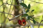 Commiphora serrata