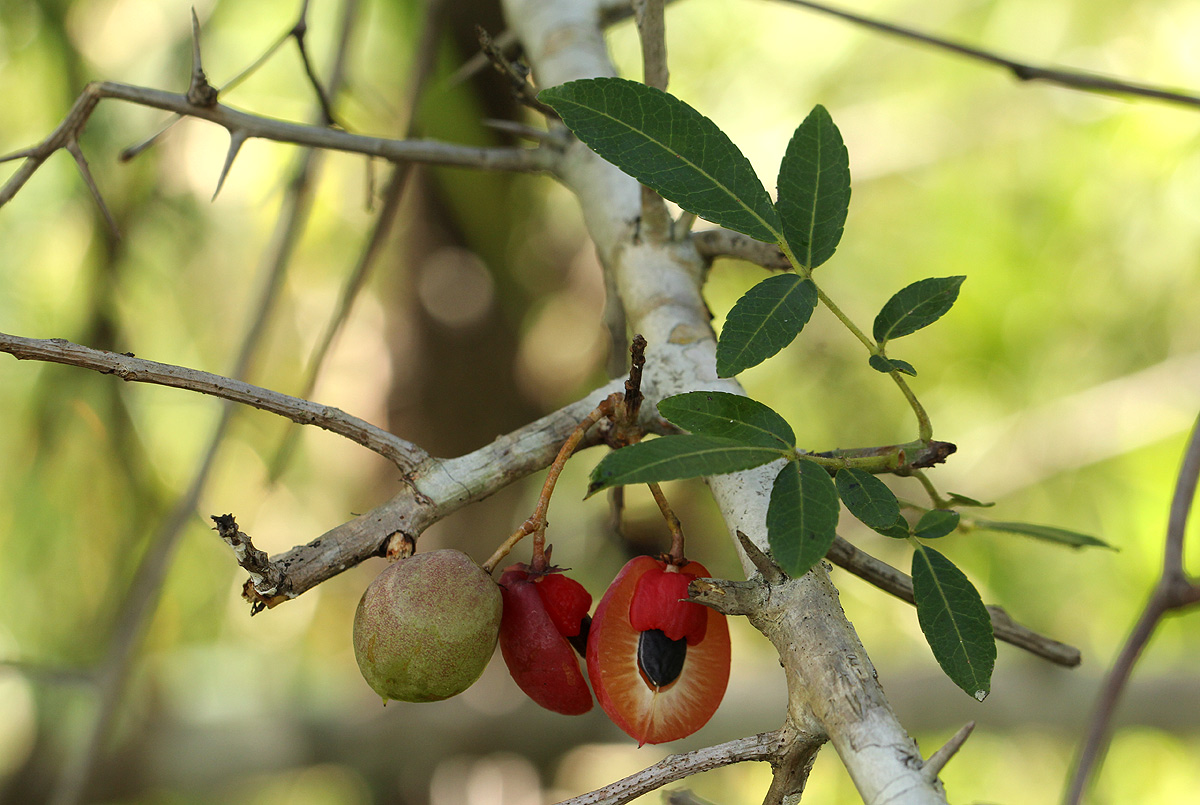 Commiphora serrata
