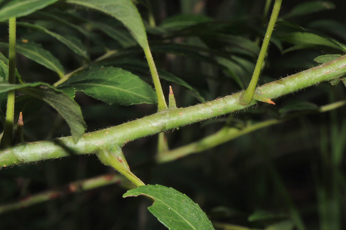 Commiphora serrata