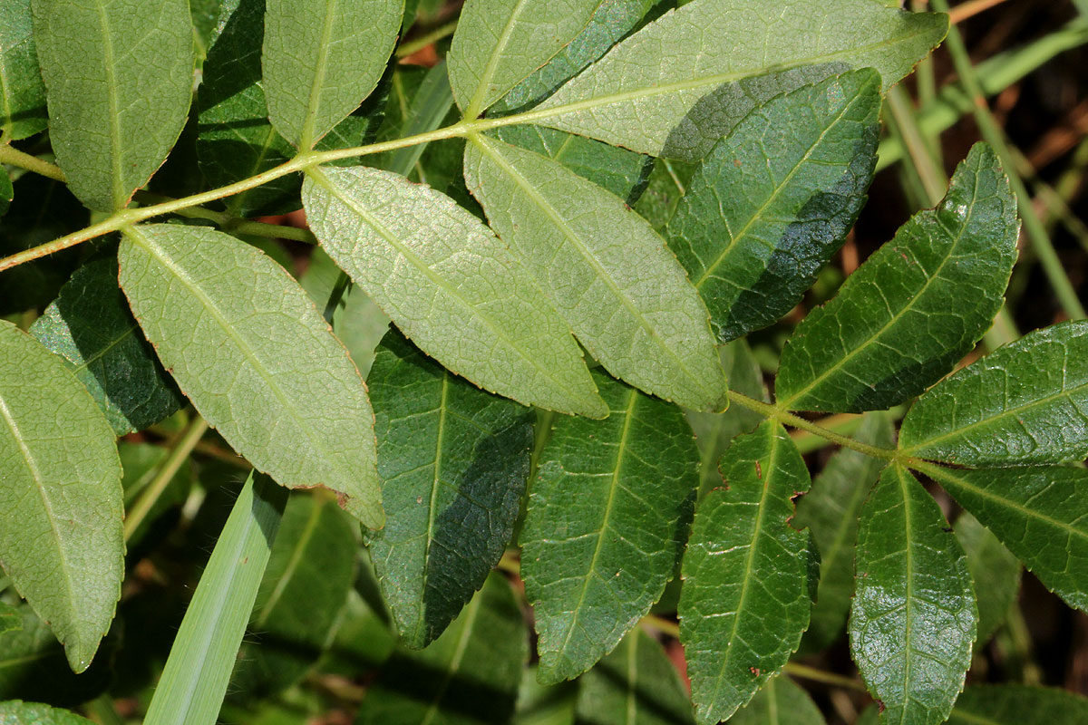 Commiphora serrata
