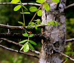 Commiphora serrata