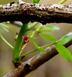 Commiphora serrata