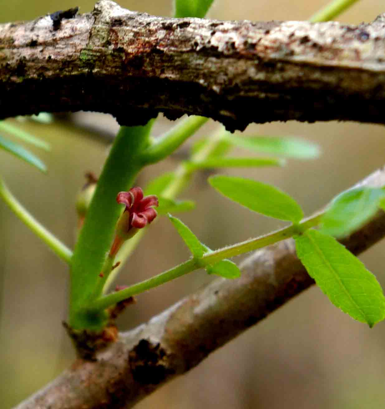 Commiphora serrata