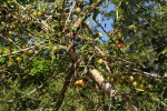 Commiphora serrata