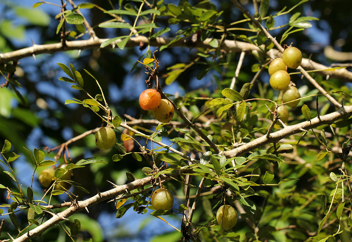 Commiphora serrata