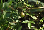 Commiphora serrata