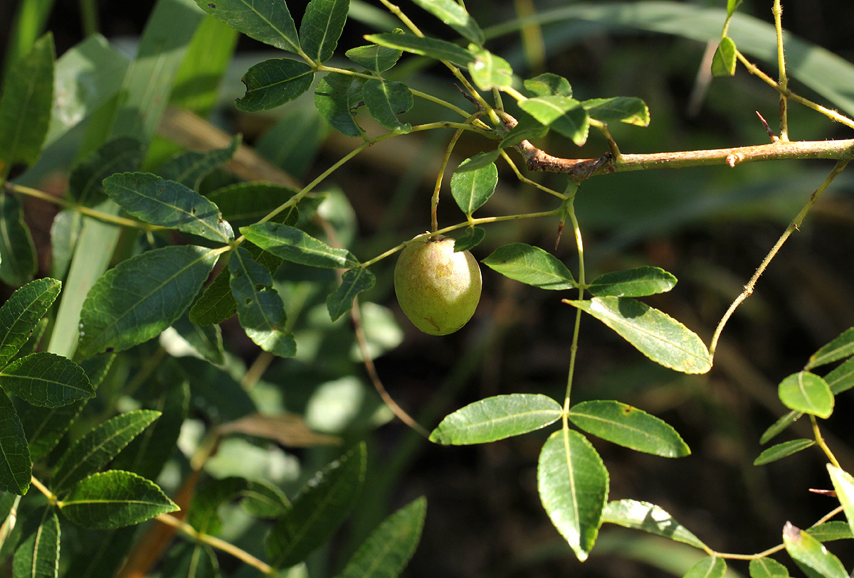 Commiphora serrata