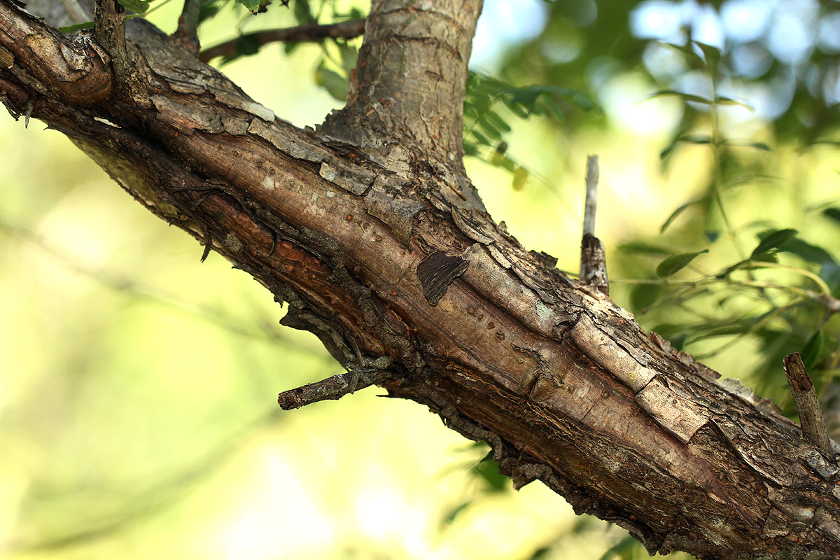 Commiphora serrata