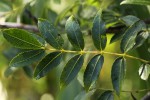 Commiphora serrata