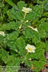 Pedalium murex