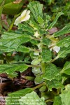 Pedalium murex