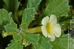Pedalium murex