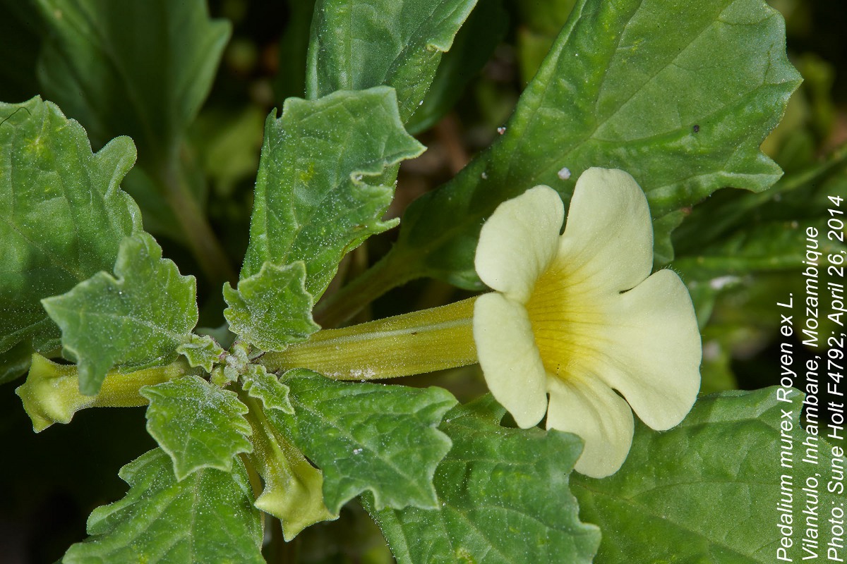Pedalium murex