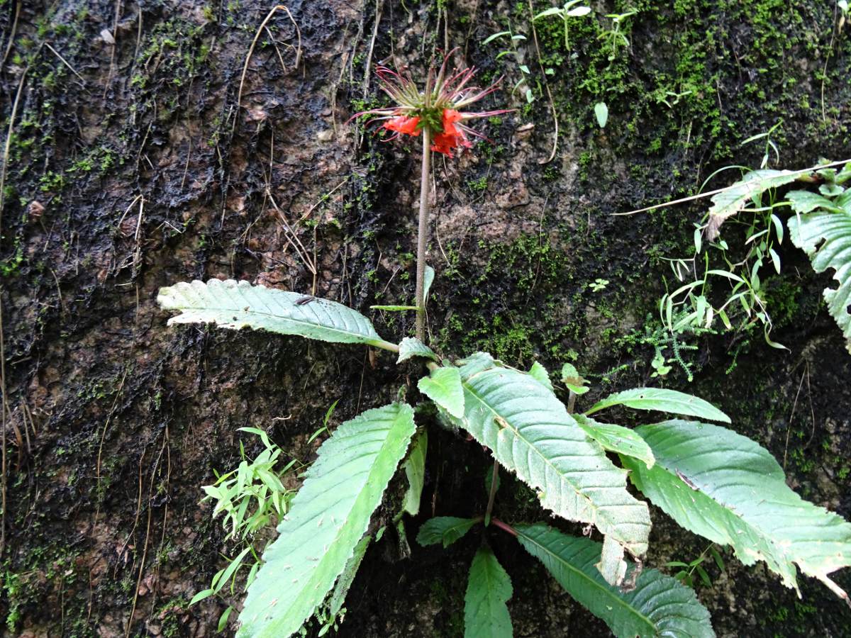 Streptocarpus myoporoides