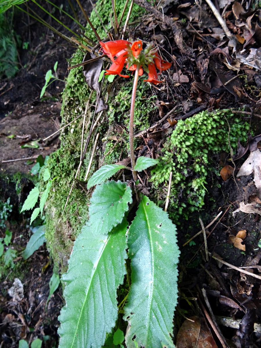 Streptocarpus myoporoides