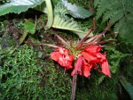 Streptocarpus myoporoides