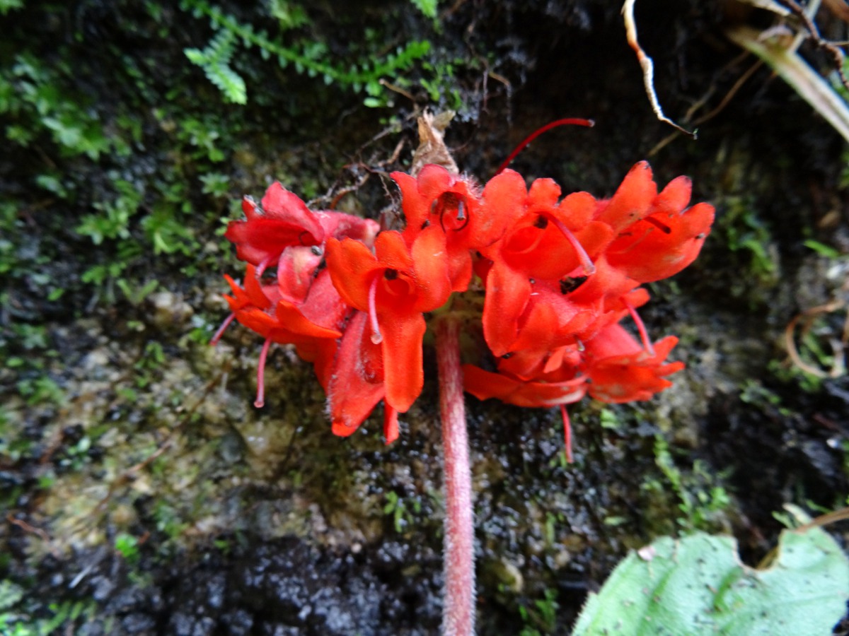 Streptocarpus myoporoides