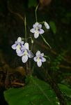 Streptocarpus brachynema