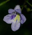 Streptocarpus brachynema