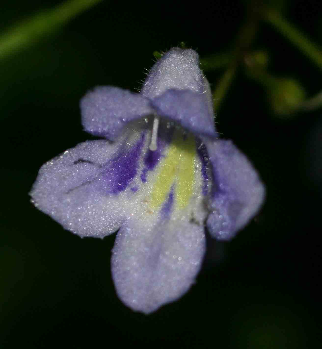 Streptocarpus brachynema