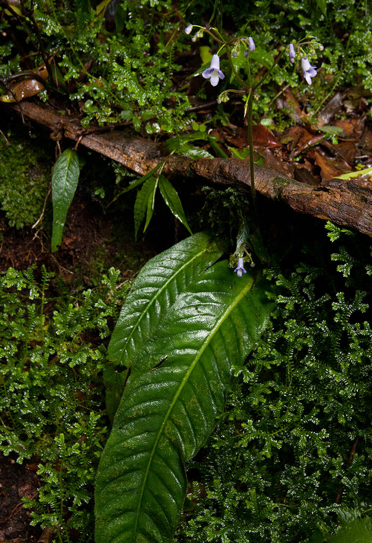 Streptocarpus brachynema