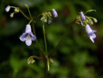 Streptocarpus brachynema