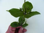 Fadogia triphylla var. triphylla