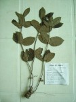 Fadogia triphylla var. triphylla