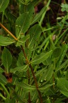 Fadogia triphylla var. triphylla