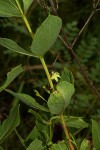 Fadogia triphylla var. triphylla