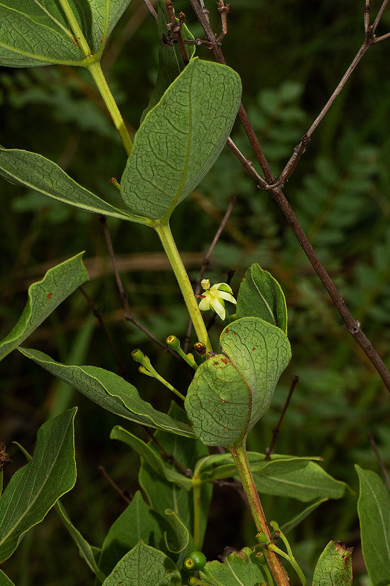 Fadogia triphylla var. triphylla