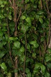 Rytigynia adenodonta var. reticulata