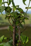 Rytigynia adenodonta var. reticulata