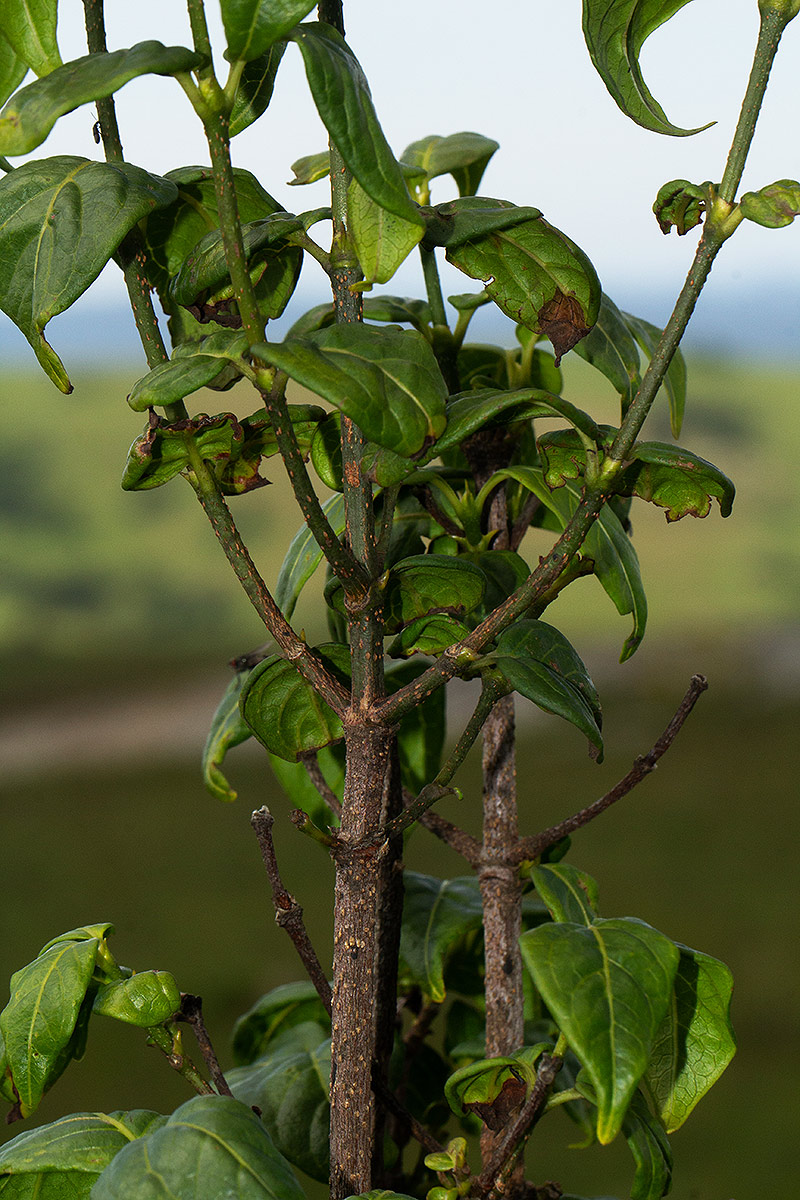 Rytigynia adenodonta var. reticulata