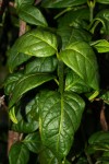 Rytigynia adenodonta var. reticulata