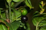 Rytigynia adenodonta var. reticulata