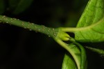 Rytigynia adenodonta var. reticulata