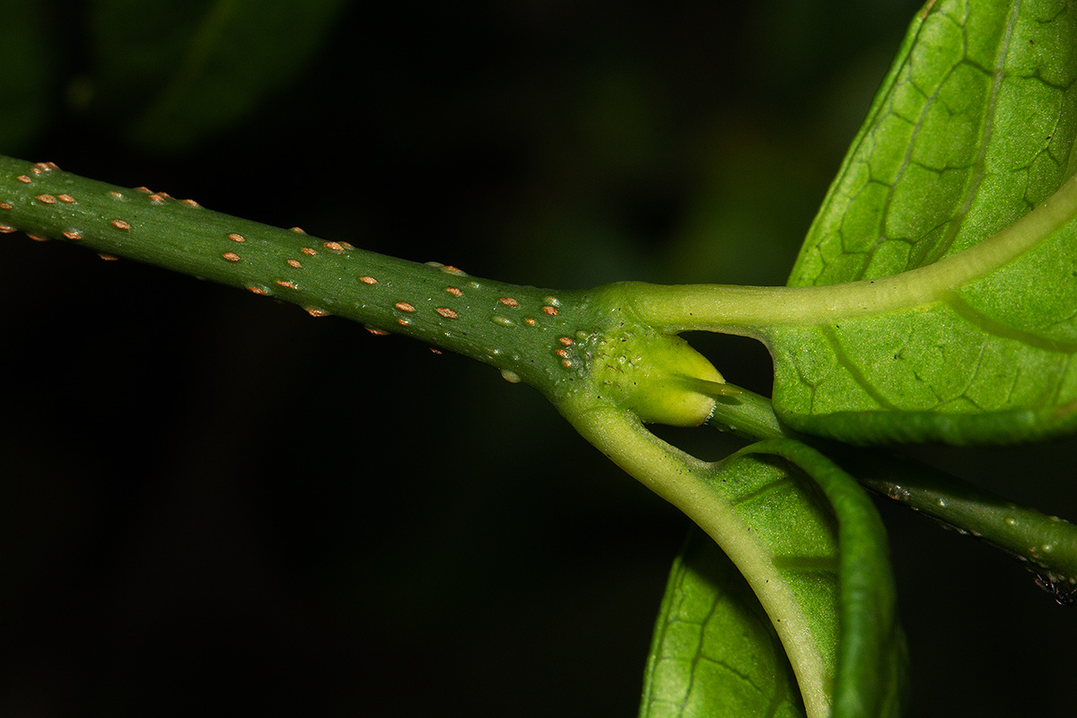 Rytigynia adenodonta var. reticulata