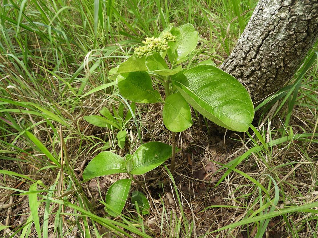 Multidentia crassa var. ampla