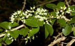 Canthium armatum