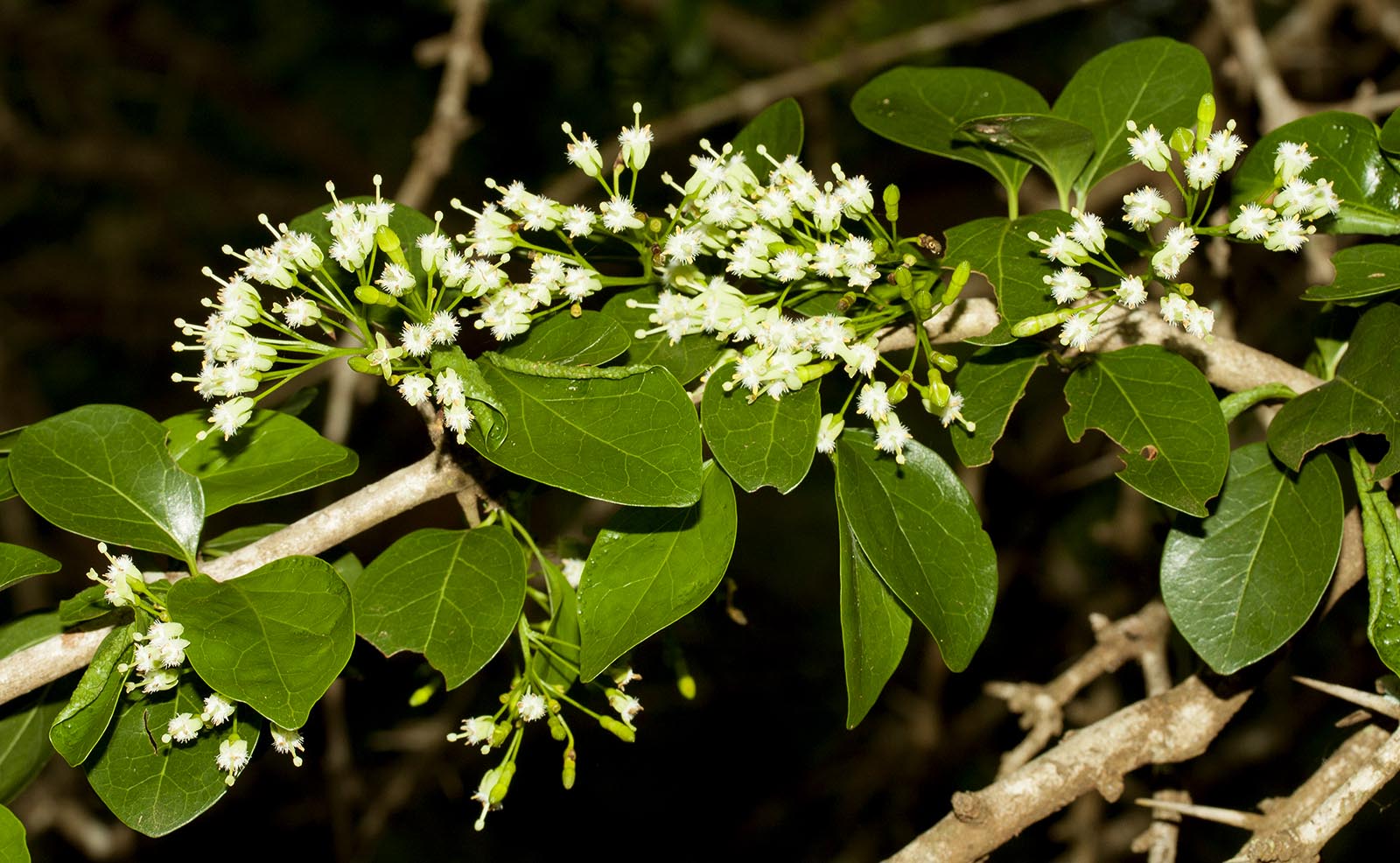 Canthium armatum